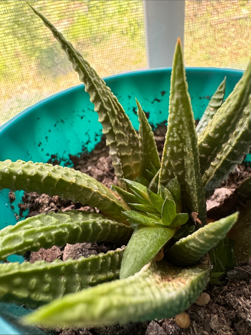 Haworthiopsis limifolia Aka Fairy Washboard - Picture 3 of 4